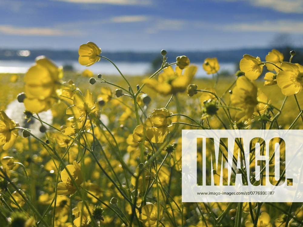 Blumenwiese, scharfer Hahnenfuß, Hahnenfuß (Ranunculus acris), hinten Starnberger See, Bayern, Deutschland, Europa Flower meadow, buttercup, buttercup (Ranunculus acris), behind Lake Starnberg, Bavaria, Germany, Europe
