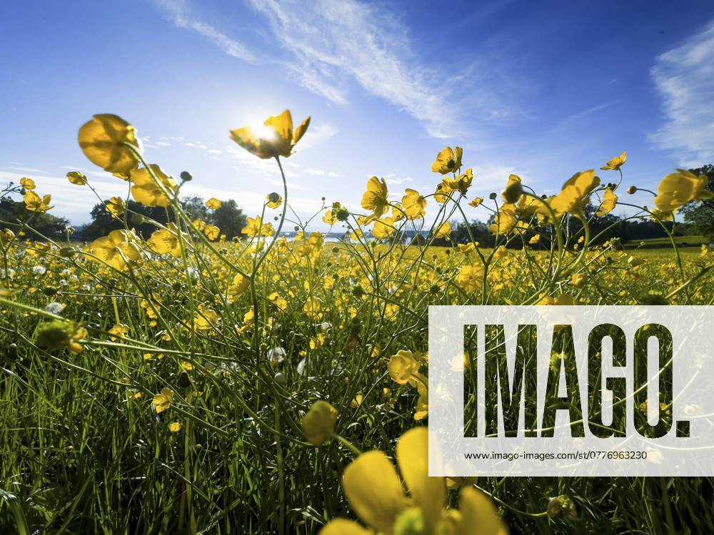 Blumenwiese, scharfer Hahnenfuß, Hahnenfuß (Ranunculus acris), hinten Starnberger See, Bayern, Deutschland, Europa Flower meadow, buttercup, buttercup (Ranunculus acris), behind Lake Starnberg, Bavaria, Germany, Europe