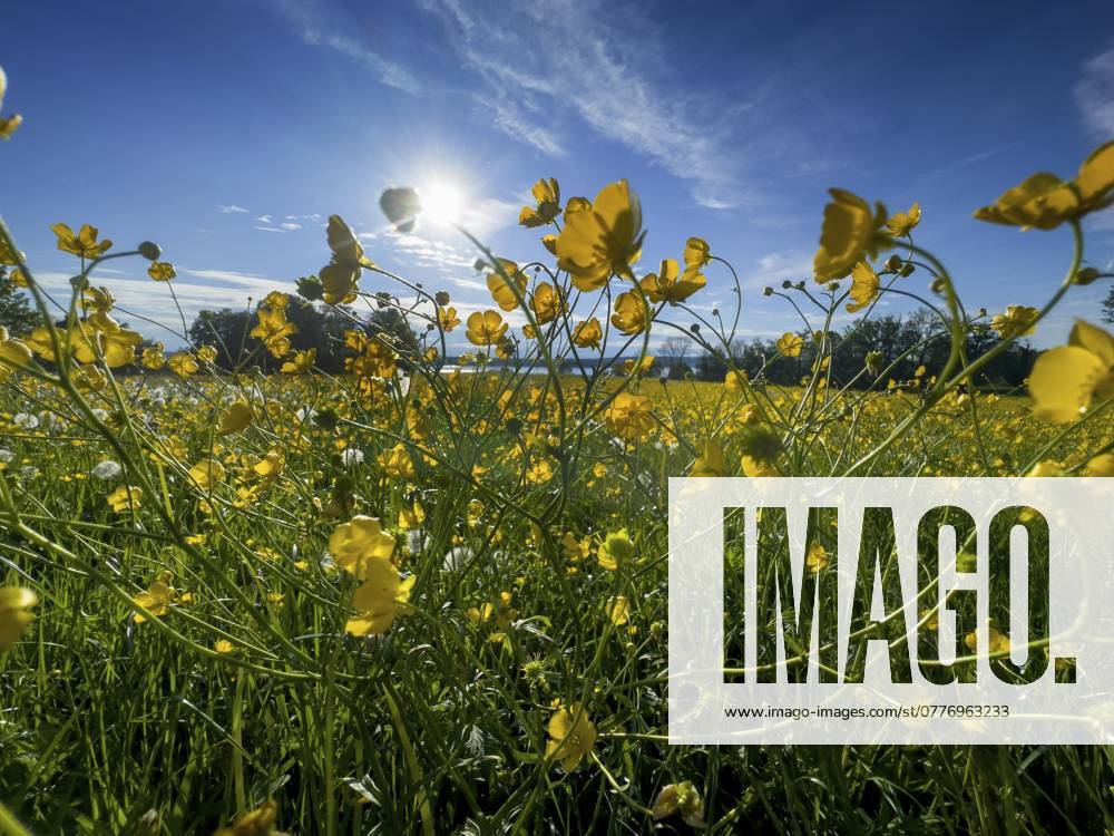 Blumenwiese, scharfer Hahnenfuß, Hahnenfuß (Ranunculus acris), hinten Starnberger See, Bayern, Deutschland, Europa Flower meadow, buttercup, buttercup (Ranunculus acris), behind Lake Starnberg, Bavaria, Germany, Europe