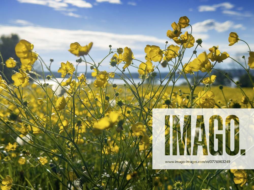 Blumenwiese, scharfer Hahnenfuß, Hahnenfuß (Ranunculus acris), hinten Starnberger See, Bayern, Deutschland, Europa Flower meadow, buttercup, buttercup (Ranunculus acris), behind Lake Starnberg, Bavaria, Germany, Europe