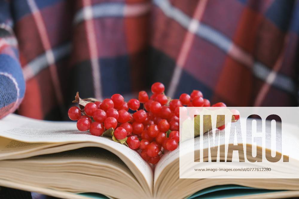 Stilvolle rote weibliche Nägel. Hände halten rote Johannisbeeren und lesen Buch. Moderne schöne Maniküre. Herbst Winter Nageldesign Konzept der Schönheitsbehandlung. Gel Nägel. Hautpflege. Wellness. Trendige Farben Stylish red female nails. Hands Holding Red Currants and reading book. Modern Beautiful manicure. Autumn winter nail design concept of beauty treatment. Gel nails. Skin care. Wellness. Trendy colors