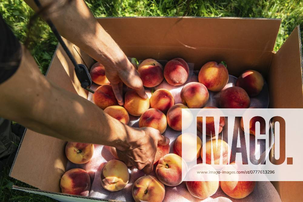 Ein Mann packt frische und reife Pfirsichfrüchte in eine Pappschachtel im You Pick Bio Bauernhof und pflückt Pfirsiche im Obstgarten Man hands as he putting fresh and ripe Peach fruits in a cardboard package box in You Pick organic farm, picking peaches in the orchard concept