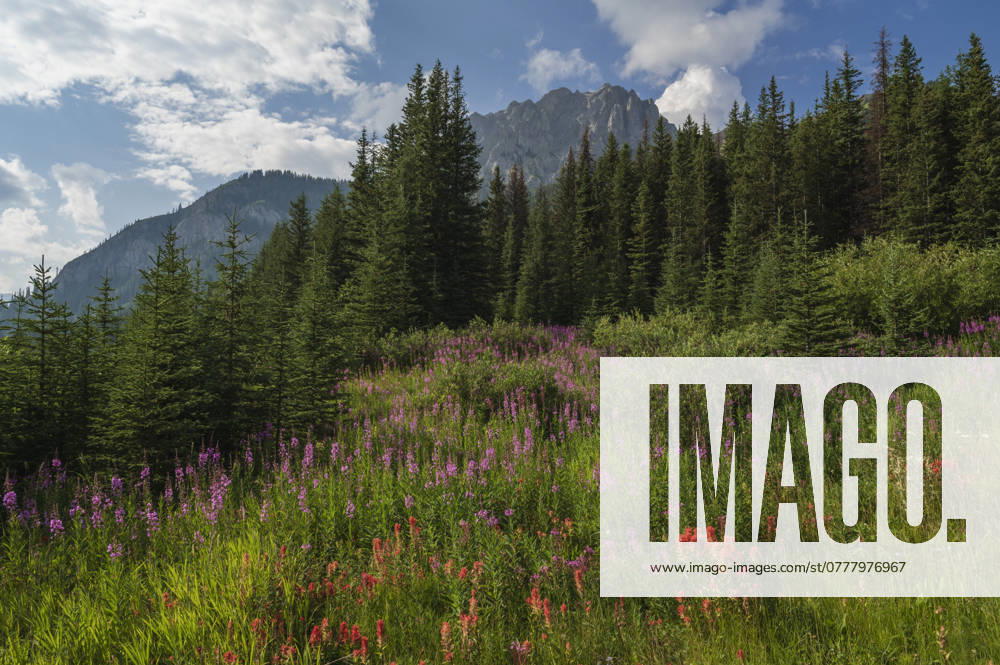 Wildflowers in an alpine meadow, Alpine Paintbrush, Fireweed, Canadian Rockies, Alberta, Canada, North America