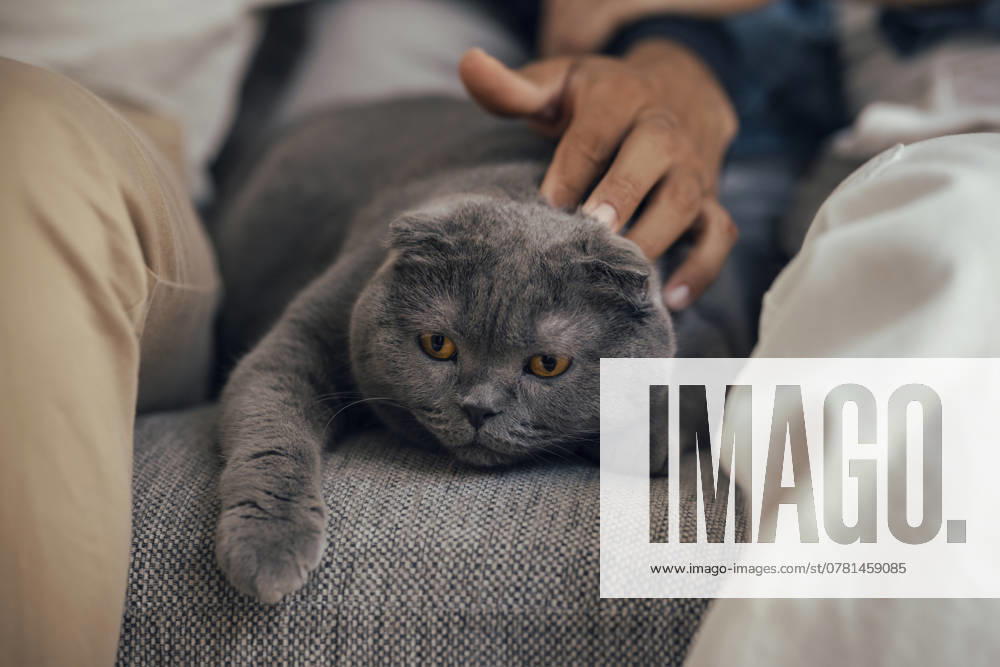 Scottish Fold cat lying on sofa model released, Symbolfoto property released, JSRF03365