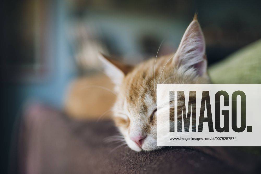 Portrait of tabby cat sleeping on the backrest of a couch property released RAEF01800