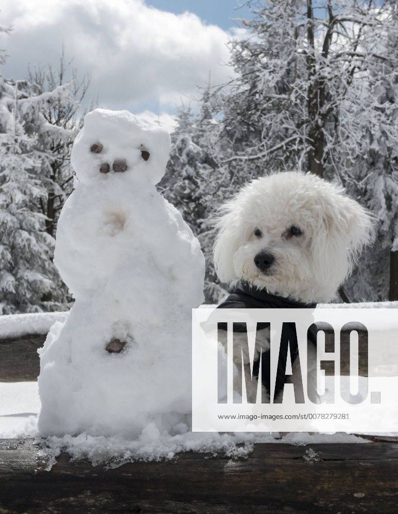 Ein 10 Monate alter Bolonka Franzuska schaut neben einem Schneemann am 20.04.2017 auf dem Schneekopf bei Gehlberg im Thueringer Wald. ( Deutschland Symbolbild Symbolfoto Urlaub Ferien Reise Fruehling Wintereinbruch Reisezeit Ferienzeit Thueringen Wetter Wetterfeature Wetterfeatures Wetterbild Winterwetter Winterfeature Schnee Haustier Haustiere Haustierhaltung Haushund kuschelig Kuschehund Kuschelhunde klein kleine Hund Hunde Hundehaltung Hundeleben anti-Allegie-Hund Allergie anti-Allergie fuer fuer Allergiker allergiegeeignet Allergiehund Allergiehunde Tierwelt Tierreich Tierportraet Tierportrait dog dogs purebred pet pets pedigree bred Rasse Rassehund Rassehunde Hunderassen Hunderasse reinrassig Tierkind Tierbaby Welpe Welpen reinrassige Bologneser Franzuskaya Bolonka Bichon Frise weisses Haar Haare nicht haarend haarende weiss Schosshund Schosshunde Schosshuendchen Familienhund Fa