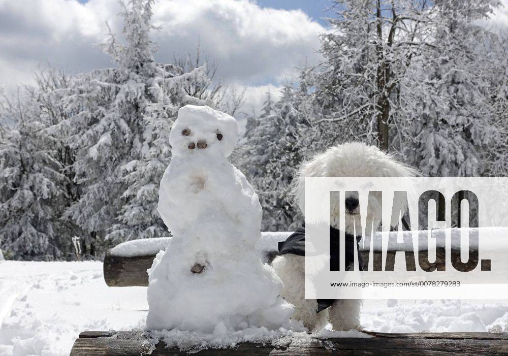 Ein 10 Monate alter Bolonka Franzuska schaut neben einem Schneemann am 20.04.2017 auf dem Schneekopf bei Gehlberg im Thueringer Wald. ( Deutschland Symbolbild Symbolfoto Urlaub Ferien Reise Fruehling Wintereinbruch Reisezeit Ferienzeit Thueringen Wetter Wetterfeature Wetterfeatures Wetterbild Winterwetter Winterfeature Schnee Haustier Haustiere Haustierhaltung Haushund kuschelig Kuschehund Kuschelhunde klein kleine Hund Hunde Hundehaltung Hundeleben anti-Allegie-Hund Allergie anti-Allergie fuer fuer Allergiker allergiegeeignet Allergiehund Allergiehunde Tierwelt Tierreich Tierportraet Tierportrait dog dogs purebred pet pets pedigree bred Rasse Rassehund Rassehunde Hunderassen Hunderasse reinrassig Tierkind Tierbaby Welpe Welpen reinrassige Bologneser Franzuskaya Bolonka Bichon Frise weisses Haar Haare nicht haarend haarende weiss Schosshund Schosshunde Schosshuendchen Familienhund Fa