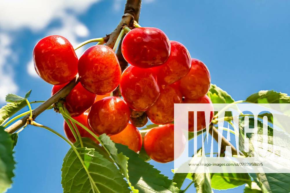 IMAGO Creative, Jahreszeit Sommer, Kirschen Photography on theme beautiful fruit branch cherry tree, Photography on theme beautiful fruit branch cherry tree with natural leaves under clean sky, photo consisting of fruit branch cherry tree outdoors in rural, floral fruit branch cherry tree in garden, Photography on theme beautiful fruit branch cherry tree with natural leaves under clean sky, photo consisting of fruit branch cherry tree outdoors in rural, floral fruit branch cherry tree in garden, 30.10.2024,