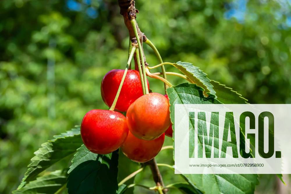 IMAGO Creative, Jahreszeit Sommer, Kirschen Photography on theme beautiful fruit branch cherry tree, Photography on theme beautiful fruit branch cherry tree with natural leaves under clean sky, photo consisting of fruit branch cherry tree outdoors in rural, floral fruit branch cherry tree in garden, Photography on theme beautiful fruit branch cherry tree with natural leaves under clean sky, photo consisting of fruit branch cherry tree outdoors in rural, floral fruit branch cherry tree in garden, 30.10.2024,