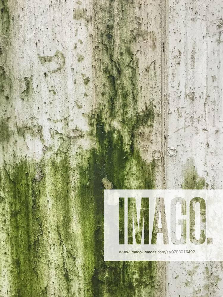 Mold causing green patches on wall, Wall damaged by moisture, mold, moss. Poor living conditions. The problem with high humidity, the fight against the fungus., Wall damaged by moisture, mold, moss. Poor living conditions. The problem with high humidity, the fight against the fungus., 11.11.2024,