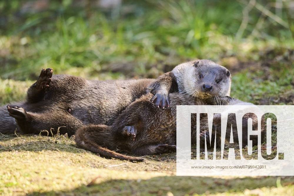 Fischotter (Lutra lutra) beim Spielen auf einer Wiese im Bayerischen Wald, Bayern, Deutschland, Europa Eurasian otters (Lutra lutra) playing on a meadow in the bavarian forest, Bavaria, Germany, Europe