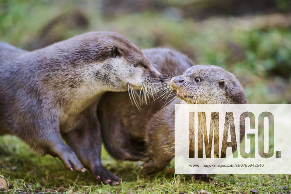 Fischotter (Lutra lutra) beim Spielen auf einer Wiese im Bayerischen Wald, Bayern, Deutschland, Europa Eurasian otters (Lutra lutra) playing on a meadow in the bavarian forest, Bavaria, Germany, Europe