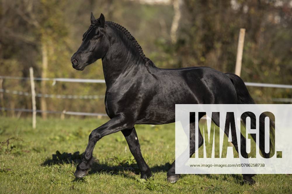 Friese Hengst im Herbst auf der Weide Friesian stallion in the pasture in autumn