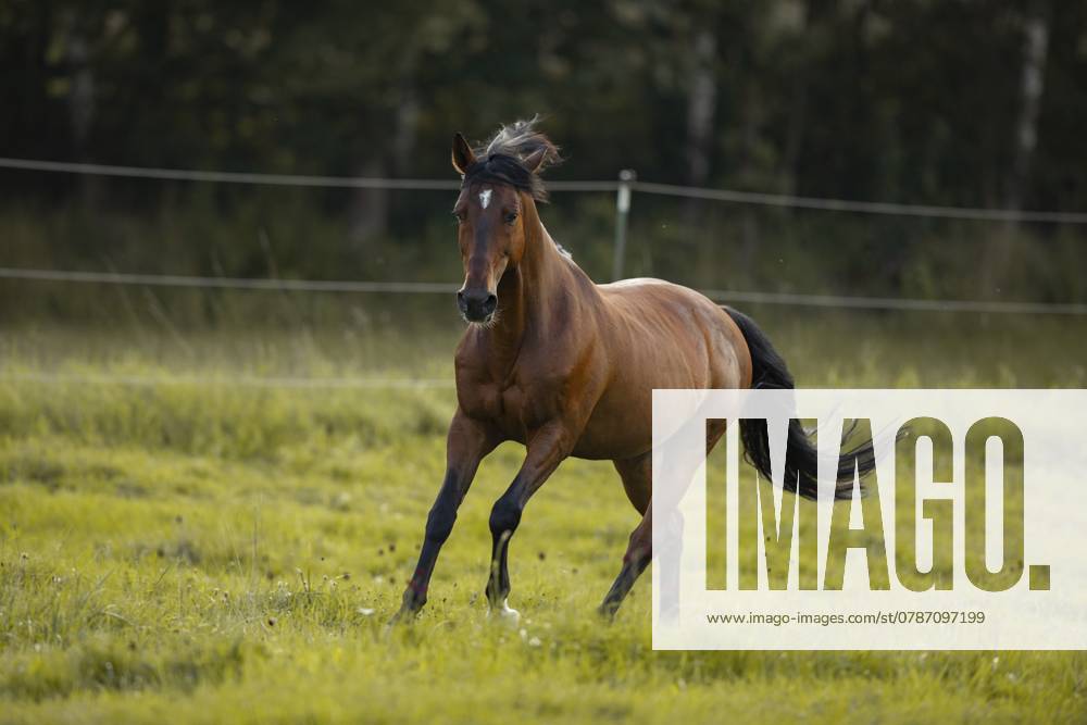 Brauner Andalusier Wallach im Galopp auf der Wiese, Deutschland, Europa Brown Andalusian gelding galloping in the meadow, Germany, Europe