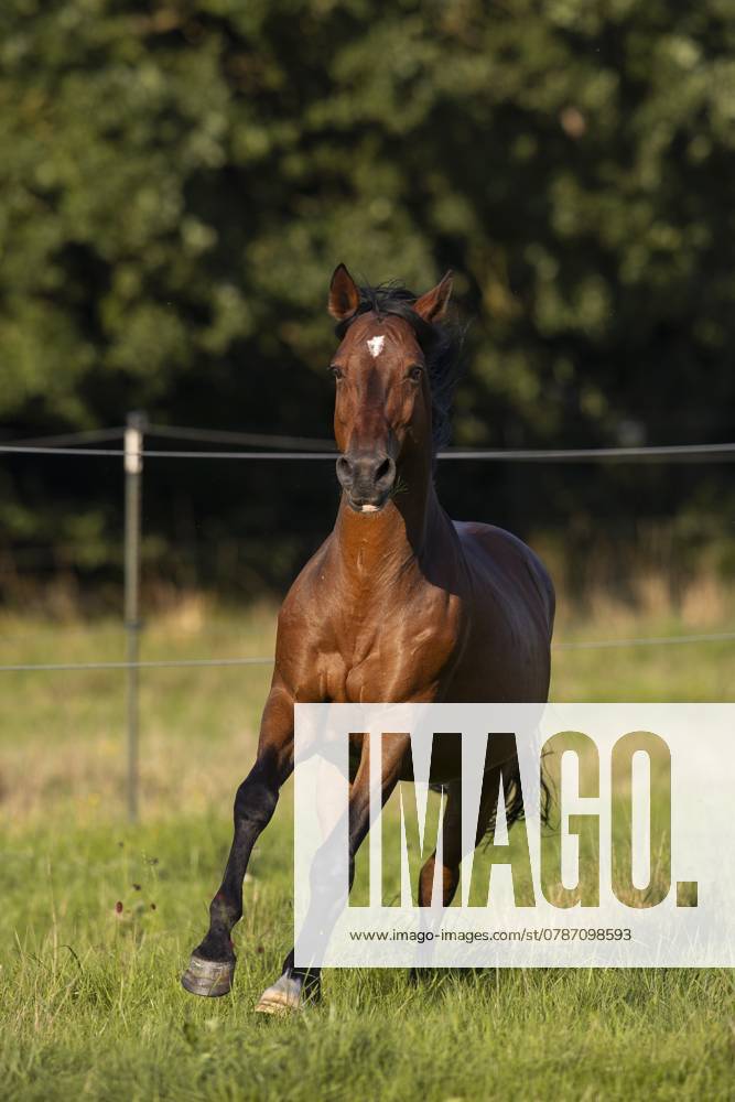 Brauner Andalusier Wallach im Galopp auf der Wiese, Deutschland, Europa Brown Andalusian gelding galloping in the meadow, Germany, Europe