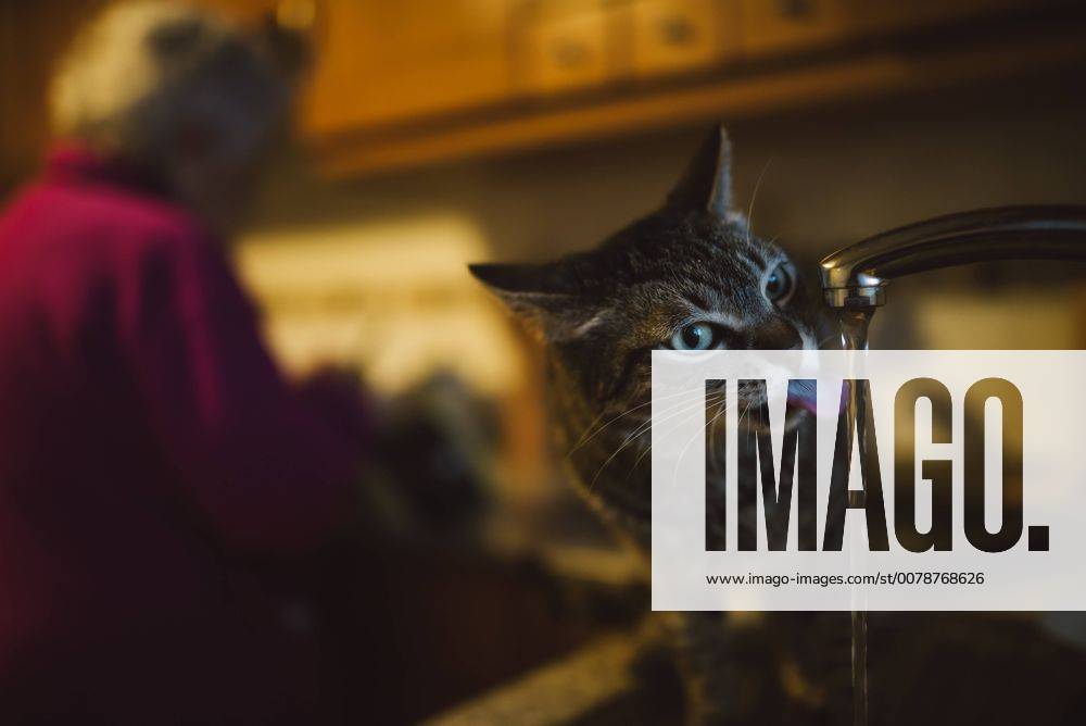 Tabby cat drinking water from the faucet in the kitchen model released Symbolfoto property released RAEF01870