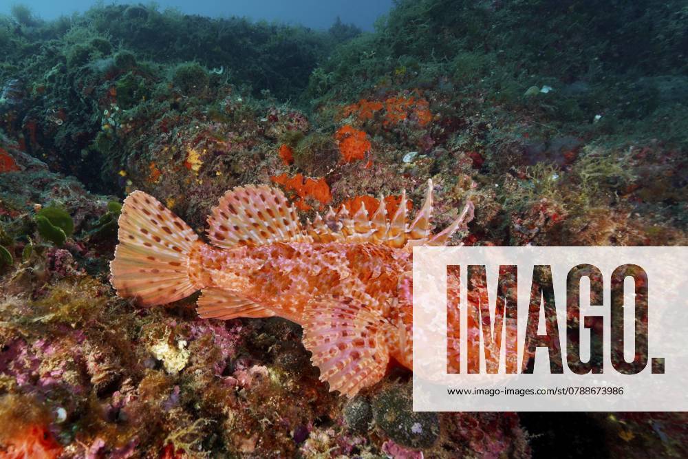 Großer Roter Drachenkopf (Scorpaena scrofa) in lebhaftem Korallenriff, kontrastreich, Tauchplatz Meeresschutzgebiet Cap de Creus, Rosas, Costa Brava, Spanien, Mittelmeer, Europa Red scorpionfish (Scorpaena scrofa) in a lively coral reef, rich in contrast, dive site Cap de Creus Marine Reserve, Rosas, Costa Brava, Spain, Mediterranean Sea, Europe