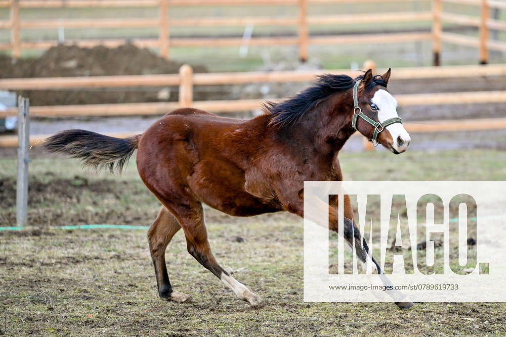 Pferd, Pferde 29.12.2024, Rajec, SVK, Themenbild, Pferde, im Bild Pferd, Pferde, Stute, Hengst, Fohlen, Quarter Horse, Ranch, Weide, Hof, Wiese, Stall, Nutztier, Tier Zilinsky kraj