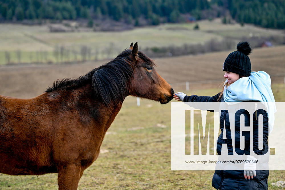 Pferd, Pferde 29.12.2024, Rajec, SVK, Themenbild, Pferde, im Bild Maedchen mit Pferd, Pferd, Pferde, Stute, Hengst, Fohlen, Quarter Horse, Ranch, Weide, Hof, Wiese, Stall, Nutztier, Tier Zilinsky kraj Pferde, 29.12.2024-49