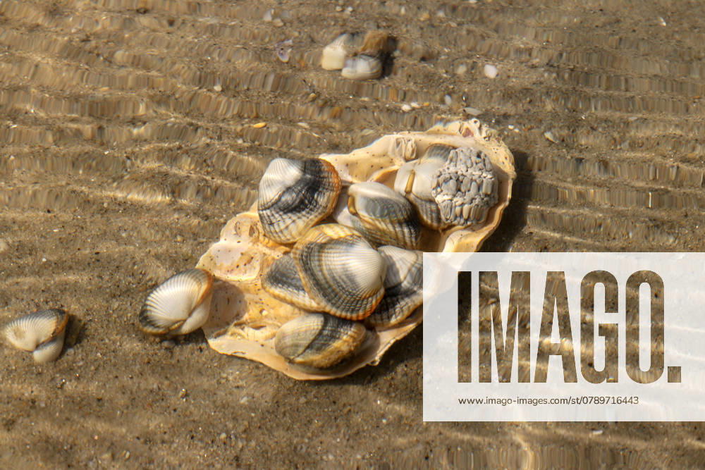 Common cockles underwater on seabed - species of edible saltwater clams , 32811992.jpg, animal, clam, cockle, common cockle, conch, conhheart mussel, dam, detail, dish, edible, edible clam, edible cockle, food, heart, meal, muscle, mussel, nobody, outdoors, oval, ribbed, ribbed oval, saltwater, sand, sea, sea animal, sea food, seabed, seafood, shell, shell-fish, shuck, underwater, warping, wave, waves, waving, RECORD DATE NOT STATED