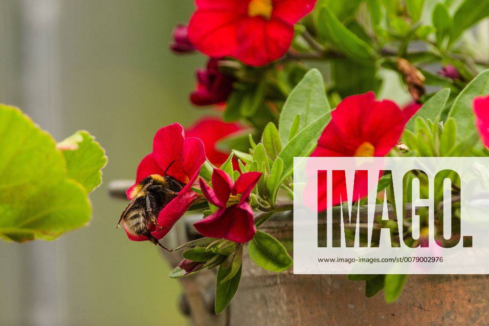 Eine Hummel (Bombus) fliegt zu einer Blüte eine roten Blume, der in einem Wald blüht. Leutkirch, Baden Württemberg, Deutschland frühling im garten