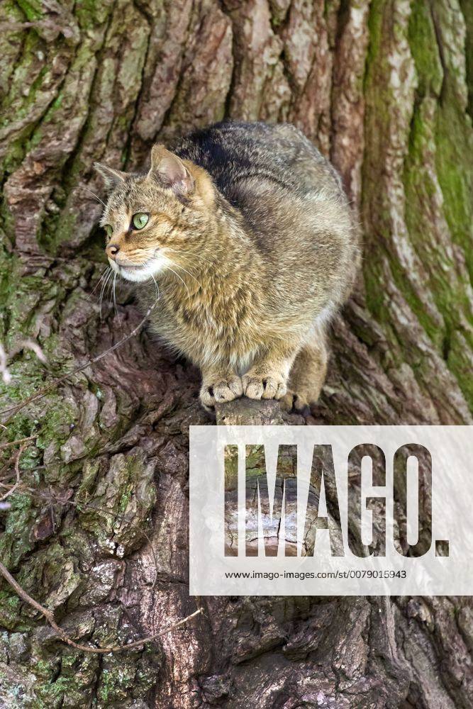 Hauskatze, Haus-Katze (Felis silvestris f. catus), Katze sitzt auf einem Baum und bobachtet etwas, Deutschland, Niedersachsen domestic cat, house cat (Felis silvestris f. catus), cat on a tree watching, Germany, Lower Saxony BLWS455965