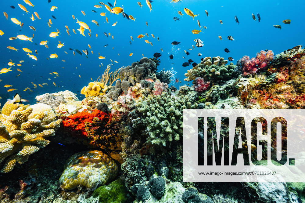 Coral landscape close to the Similan islands in Thailand Phuket, Phuket, Thailand CR_THHE250103D-1576342-01