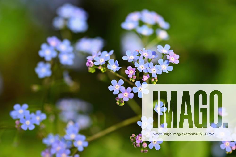 Beautiful color shot of blue small flower in grass. Close-up view in nature. , 46065236.jpg, background, beautiful, beauty, bloom, blossom, blue, bright, close, closeup, color, delicate, details, dew, field, floral, flower, flowers, forget, fresh, garden, green, growth, hydrangea, isolated, japan, june, landscape, life, light, macro, nature, pastel, petal, plant, pure, purity, purple, rain, season, sky, soft, spring, summer, sun, weather, wet, white, wild, yellow, young RECORD DATE NOT STATED