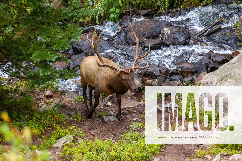 An elk in its natural habitat by a vibrant mountain stream surrounded by rocky terrain and lush greenery in Colorado s Rocky Mountain Park. Model Released CristianSanabria_ID25871_747414_007