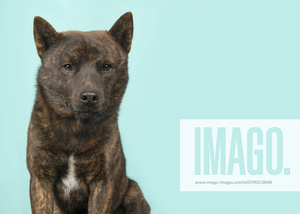 Porträt eines stolzen männlichen Kai Ken Hund die nationale japanische Rasse Blick auf die Kamera auf einem blauen Hintergrund Portrait of a proud male Kai Ken dog the national japanese breed looking at the camera on a blue background