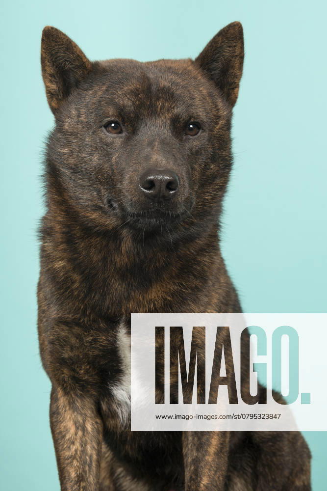 Porträt eines stolzen männlichen Kai Ken Hundes, der nationalen japanischen Rasse, der die Kamera auf einem türkisblauen Hintergrund in einem vertikalen Bild ansieht Portrait of a proud male Kai Ken dog the national japanese breed looking at the camera on a turquoise blue background in a vertical image