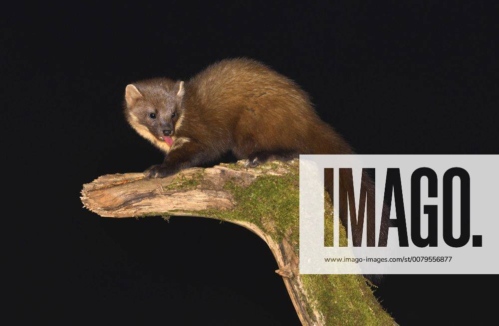 Baummarder, Baum-Marder, Edelmarder, Edel-Marder (Martes martes), klettert auf einem toten Baumstamm, streckt die Zunge raus, Grossbritannien, Schottland, Ardnamurchan European pine marten (Martes martes), climbing a dead trunk poking tongue out, United Kingdom, Scotland, Ardnamurchan BLWS458759