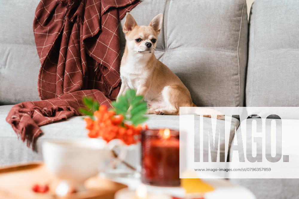 Funny puppy chihuahua lying on couch and pillow under plaid indoors. Cute Little dog home warming under blanket in cold fall autumn winter weather. Pet animal in living room with candle and decor. , 48388942.jpg, dog, couch, puppy, warm, pillow, fall, autumn, blanket, plaid, pet, rest, sleep, cozy, indoors, lying, lying down, domestic animal, chihuahua, rowan, lazy, cute, berry, adorable, weather, winter, decoration, animal, relax, candle, interior, design, home, comfort, breed, domestic life, room, sofa, playful, no people, soft, joy, fluffy, living, portrait, lifestyle, love, happy, apartment, weekend, domestic RECORD DATE NOT STATED