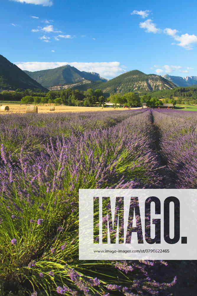 Lavendel, Schmalblaettriger Lavendel, Echter Lavendel (Lavandula angustifolia, Lavandula officinalis), Lavendelfeld, Frankreich, Drome English lavender (Lavandula angustifolia, Lavandula officinalis), Lavenderfield, France, Drome BLWS721828