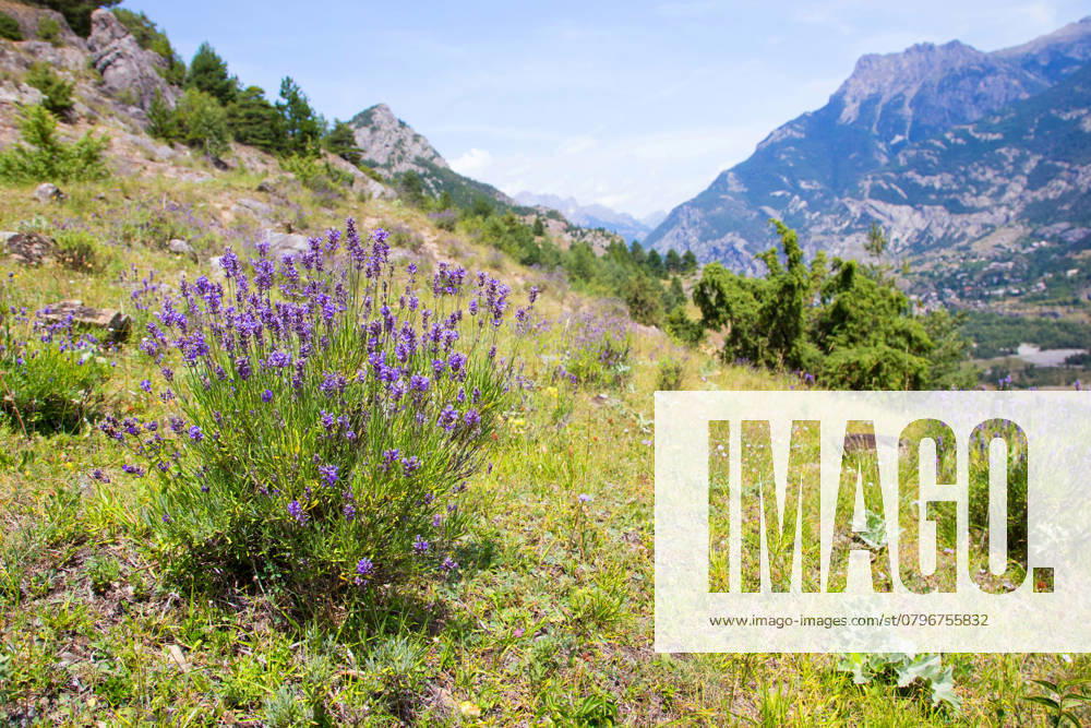 Lavendel, Schmalblaettriger Lavendel, Echter Lavendel (Lavandula angustifolia, Lavandula officinalis), bluehend in den Alpen, Frankreich, Haute Alpes English lavender (Lavandula angustifolia, Lavandula officinalis), blooming in the Alps, France, Haute Alpes BLWS721851