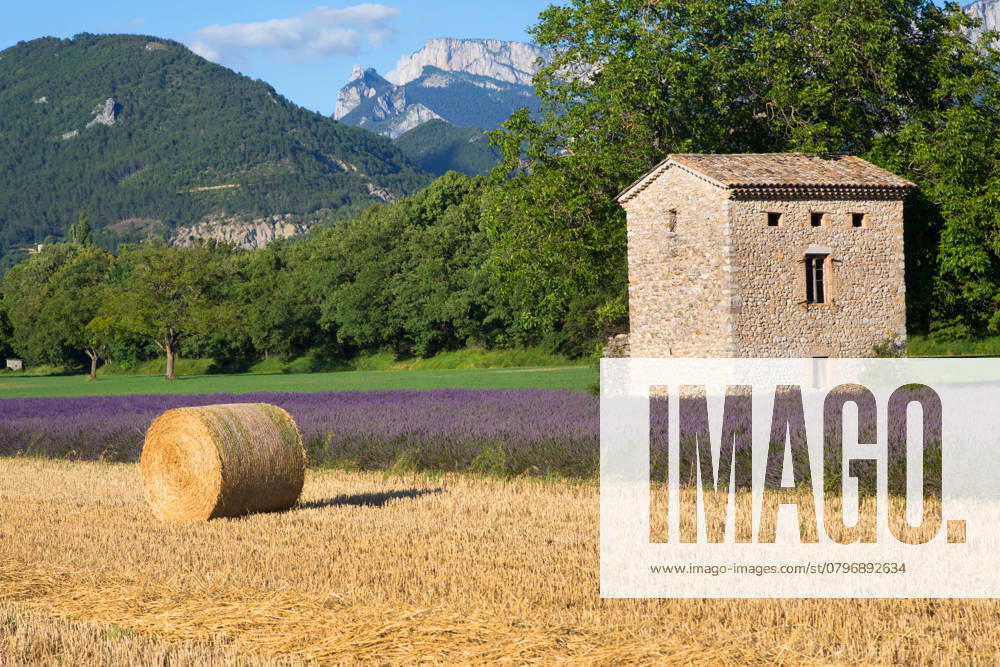Lavendel, Schmalblaettriger Lavendel, Echter Lavendel (Lavandula angustifolia, Lavandula officinalis), Lavendelfeld und Stoppelfeld mit Strohballen, Frankreich, Drome English lavender (Lavandula angustifolia, Lavandula officinalis), Lavender field and stubble field with straw bales, France, Drome BLWS721827