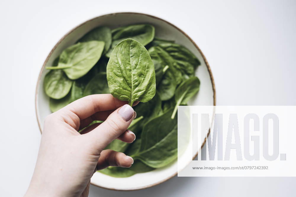 A hand holding a fresh green spinach leaf over a bowl filled with more spinach leaves. The vibrant green color emphasizes freshness and health, ideal for culinary themes. Model Released HannaYakimenko_ID26198_755897_005
