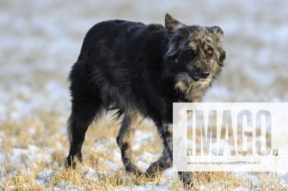 Ein dunkler Hund geht durch eine schneebedeckte Wiese A dark dog walks through a snow-covered meadow