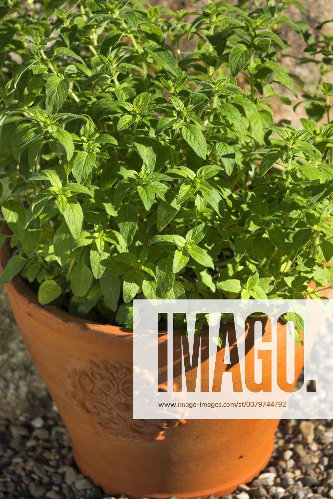 Gemeiner Dost, Scharfer Oreganum, Wilder Majoran, Oregano, Echter Dost (Origanum vulgare), Oregano im Topf, Deutschland wild origanum, wild marjoram (Origanum vulgare), pot plant, Germany BLWS459946