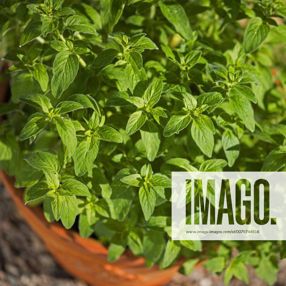 Gemeiner Dost, Scharfer Oreganum, Wilder Majoran, Oregano, Echter Dost (Origanum vulgare), Oregano im Topf, Deutschland wild origanum, wild marjoram (Origanum vulgare), pot plant, Germany BLWS459947