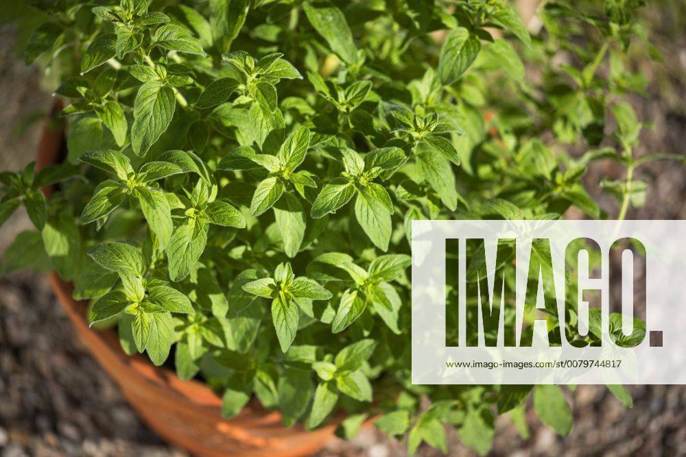 Gemeiner Dost, Scharfer Oreganum, Wilder Majoran, Oregano, Echter Dost (Origanum vulgare), Oregano im Topf, Deutschland wild origanum, wild marjoram (Origanum vulgare), pot plant, Germany BLWS459948