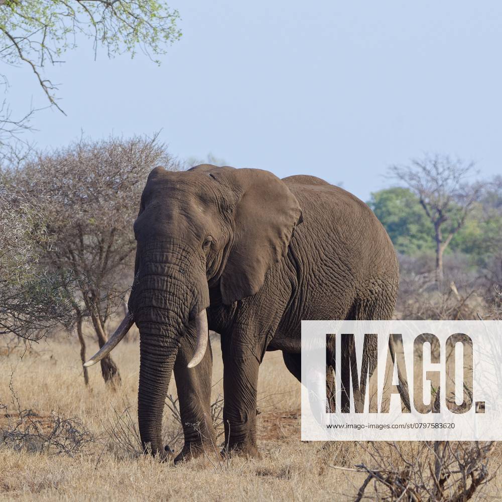 Afrikanischer Buschelefant (Loxodonta africana), erwachsenes Männchen beim Fressen von trockenem Gras, Elefantenbulle in der Brunst, Detail des Penis, Savanne, Krüger Nationalpark, Südafrika African bush elephant (Loxodonta africana), adult male feeding on dry grass, elephant bull in rut, detail of the penis, savanna, Kruger National Park, South Africa, Africa