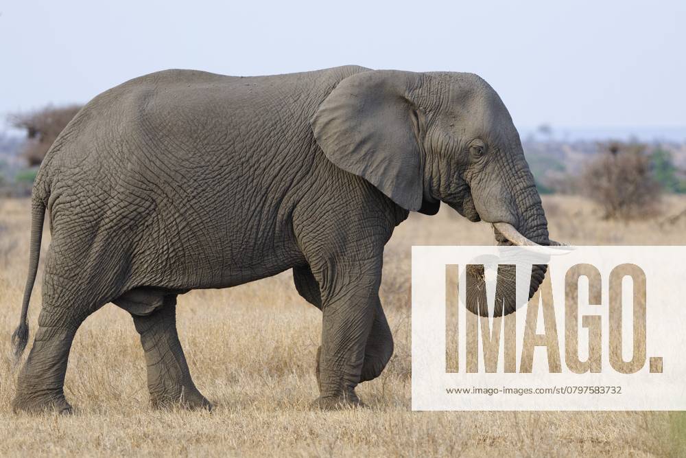 Afrikanischer Buschelefant (Loxodonta africana), erwachsenes Männchen bei der Futtersuche im trockenen Gras, Savanne, Krüger Nationalpark, Südafrika African bush elephant (Loxodonta africana), adult male feeding on dry grass while walking, foraging, savanna, Kruger National Park, South Africa, Africa