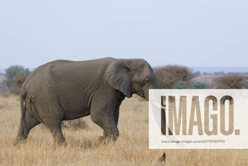 Afrikanischer Buschelefant (Loxodonta africana), erwachsenes Männchen bei der Futtersuche im trockenen Gras, Savanne, Krüger Nationalpark, Südafrika African bush elephant (Loxodonta africana), adult male feeding on dry grass while walking, foraging, savanna, Kruger National Park, South Africa, Africa