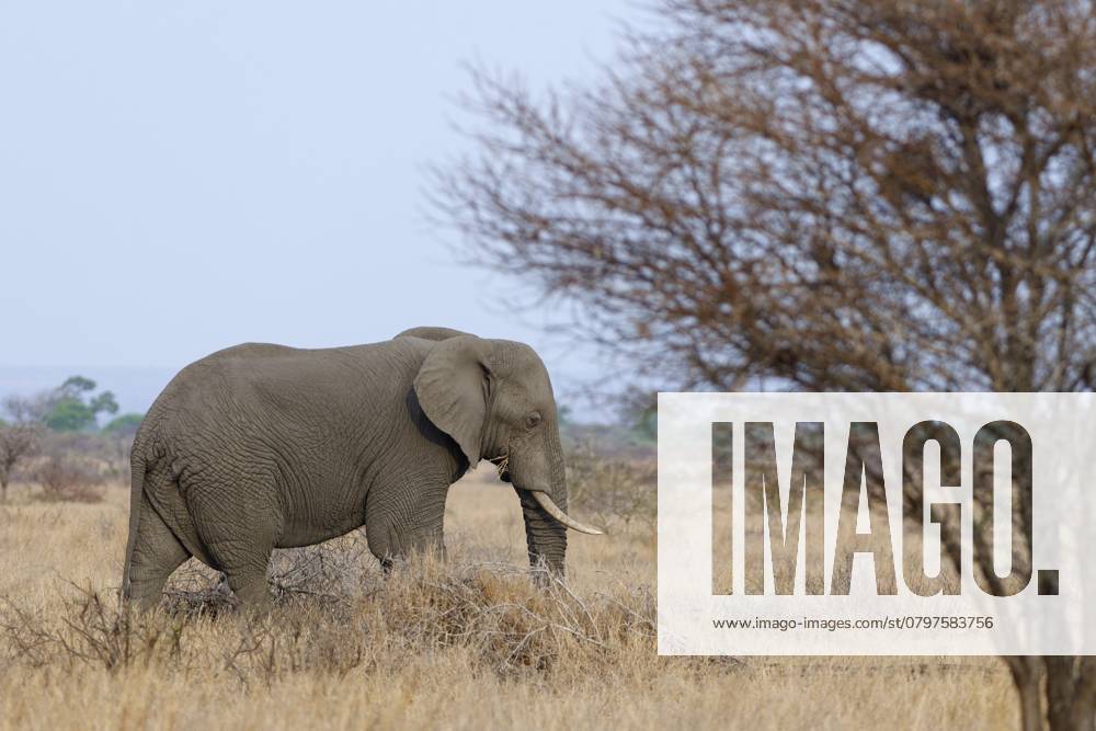 Afrikanischer Buschelefant (Loxodonta africana), erwachsenes Männchen beim Fressen von trockenem Gras, Futtersuche, Savanne, Krüger Nationalpark, Südafrika African bush elephant (Loxodonta africana), adult male feeding on dry grass, foraging, savanna, Kruger National Park, South Africa, Africa