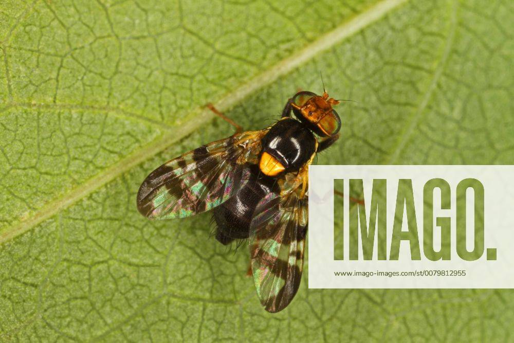 Kirschfruchtfliege, Kirsch-Fruchtfliege, Kirschfliege, Kirsch-Fliege (Rhagoletis cerasi, Rhagoletis signata, Trypeta signata), auf einem Blatt sitzend, Aufsicht, Deutschland cherry fruit fly, tephritid fruit fly (Rhagoletis cerasi, Rhagoletis signata, Trypeta signata), sitting on a leaf, view from above, Germany BLWS460186