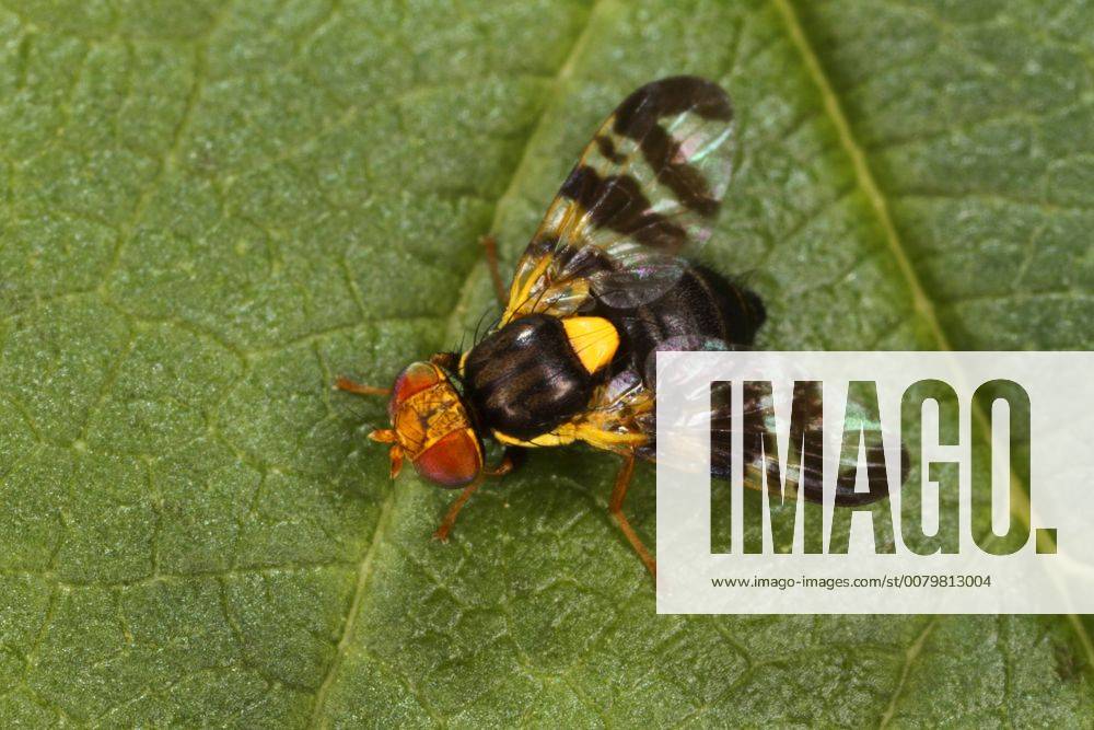 Kirschfruchtfliege, Kirsch-Fruchtfliege, Kirschfliege, Kirsch-Fliege (Rhagoletis cerasi, Rhagoletis signata, Trypeta signata), auf einem Blatt sitzend, Aufsicht, Deutschland cherry fruit fly, tephritid fruit fly (Rhagoletis cerasi, Rhagoletis signata, Trypeta signata), sitting on a leaf, view from above, Germany BLWS460182