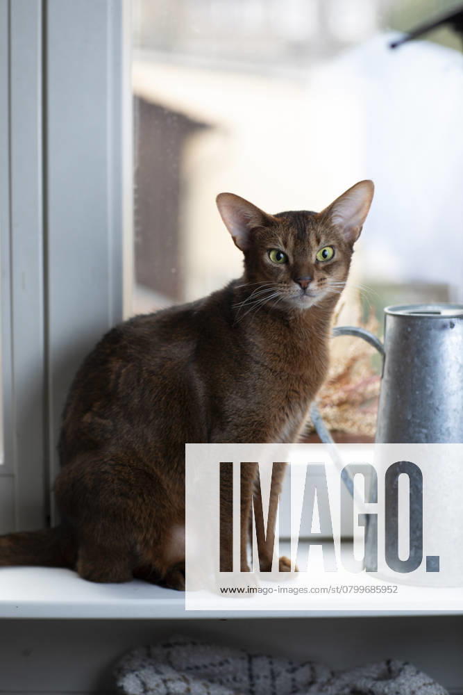 Eine Abessinierkatze mit rötlichem Fell sitzt auf einem warmen Heizkörper am Fenster. Draußen ist Winter, drinnen genießt die Katze die wohlige Wärme. Symbol für steigende Heizkosten, Energiesparen und Tierwohl in der kalten Jahreszeit.