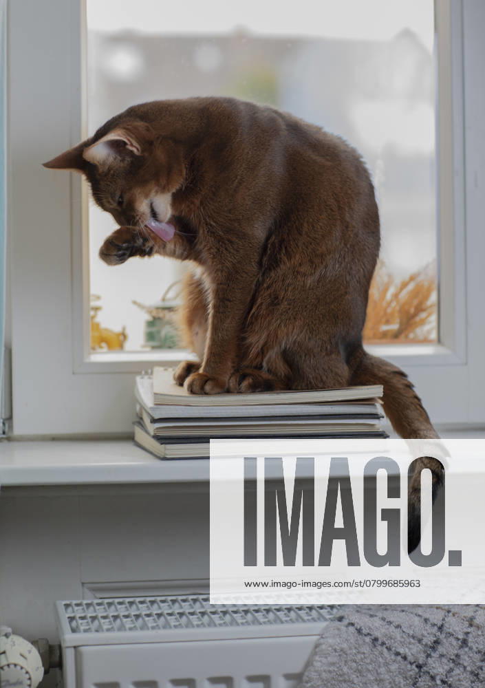 Eine Abessinierkatze mit rötlichem Fell sitzt auf einem warmen Heizkörper am Fenster. Draußen ist Winter, drinnen genießt die Katze die wohlige Wärme. Symbol für steigende Heizkosten, Energiesparen und Tierwohl in der kalten Jahreszeit.