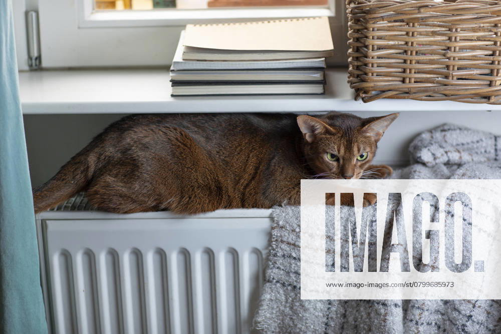 Eine Abessinierkatze mit rötlichem Fell sitzt auf einem warmen Heizkörper am Fenster. Draußen ist Winter, drinnen genießt die Katze die wohlige Wärme. Symbol für steigende Heizkosten, Energiesparen und Tierwohl in der kalten Jahreszeit.